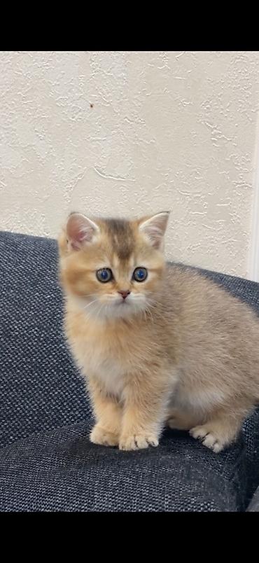 Кошки: Шиншилла, Самка, Самец, Бесплатная доставка — 3