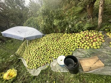 Груши: Груши Оптом, Самовывоз, Платная доставка
