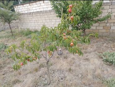 Həyət evləri və villaların satışı: 3 otaqlı, 700 kv. m, Orta təmir — 15