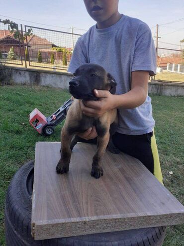 Psi: Na prodaju štenci belgijskog ovčara - MALINOA, oštenjeni 10.08.2023 — 15