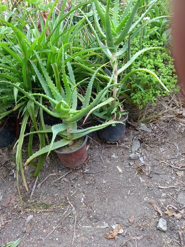 Çöl bitkiləri: Bu təsvirdəMüalicəvi aloe və Aloe vera bitkiləri təsvir edilmişdir -da lalafo.az — 9 Çöl bitkiləri: Bu təsvirdəMüalicəvi aloe və Aloe vera bitkiləri təsvir edilmişdir — 9