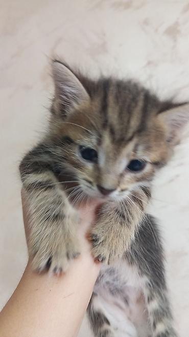 Мышыктар: Котята, помёт домашней кошки. Окрас в помёте разный: - рыже-белые - — 2