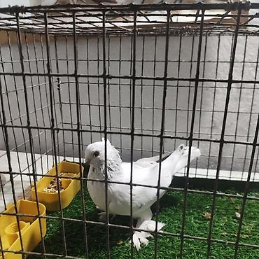 Другие с/х животные: Породистые декоративные голуби. Описание: - Порода — 13