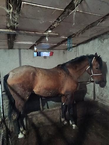 Лошади, кони: Продаю | Жеребец | Рабочий | Мерин — 6
