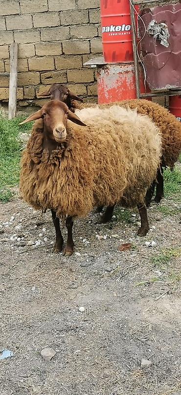 südlük inek satilir: Qoyunlar – yerli cins, qəhvəyi rəngli - Say: 2 baş 2 dişi Qala — 5