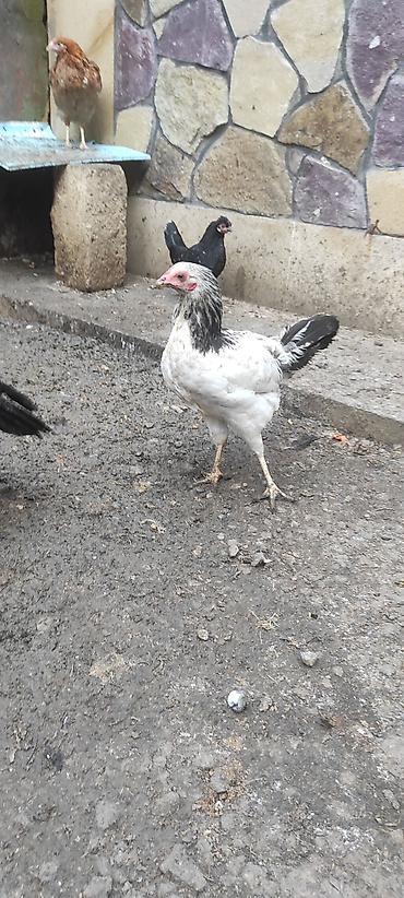 quş qefes: Toyuqlar yeni yumurtaya düşmüş cavan ferelerdi xoruz 4 aylıq beceler — 8