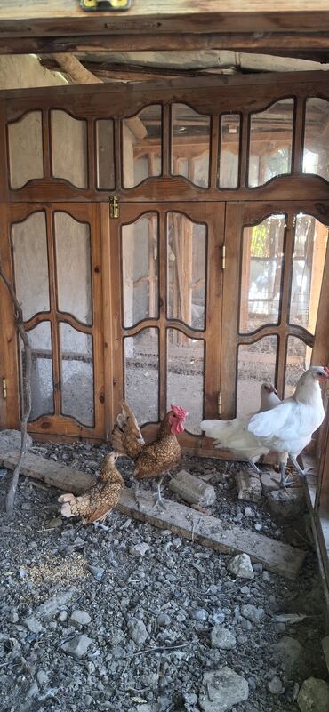 cins inekler: Toyuq, Australorp, Damazlıq, Ünvandan götürmə, Pulsuz çatdırılma, Ödənişli çatdırılma