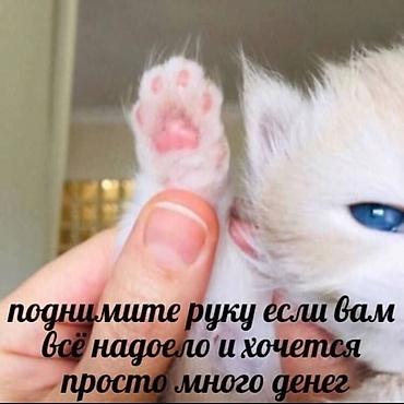 ассистент: Помощник. С опытом — 2
