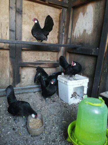 Куры, петухи: Продаю | Куры, Петух — 25