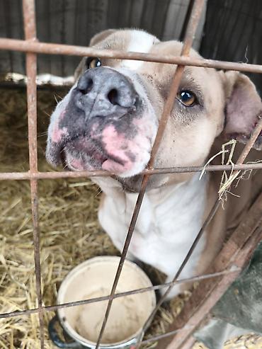 Отдам даром собаку: Собака даром: Бульдог, Более 5 лет, Самец, С прививкой — 13