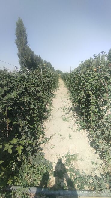 Другие комнатные растения: Саженцы Ежевика безшипная — саженцы с открытой корневой системой сорт — 4