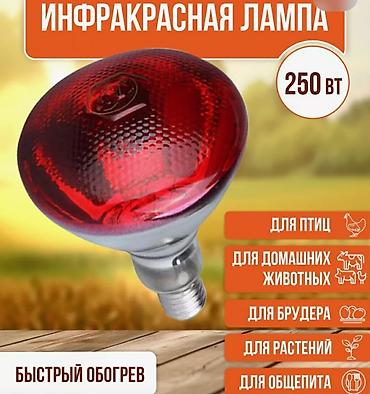 İnkubatorlar: İsidici lampa 
Qırmızı 
İstifadəsi: Quşlar, Heyvanlar 
Yeni 
150 vat — 2