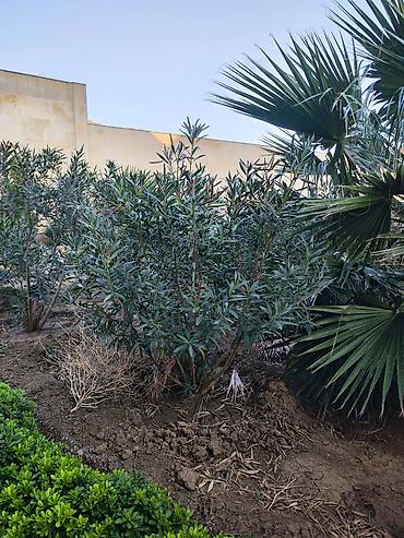 suni agac: Oleandr dekorativ həmişəyaşıl kollar. Oleandr (Nerium oleander) – — 9