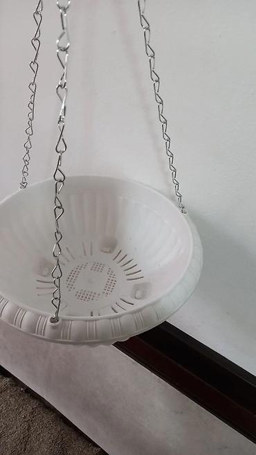 Другие комнатные растения: Сенсивьерия (Тещин язык) . Неприхотливый цветок. Растёт на солнце и в — 5