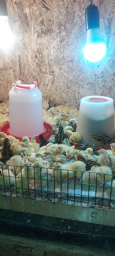 Птицы: Перепелки, Бөдөнө. Суточные, недельные, трехнедельные месячного — 6