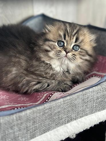 Кошки: Британская, Самец, Самка, В добрые руки, Доставка в районы, Платная доставка, Самовывоз — 2