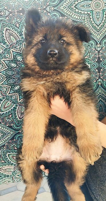 Продажа собак: Немецкая овчарка, 2 месяца, Самка at lalafo.kg — 2 Продажа собак: Немецкая овчарка, 2 месяца, Самка — 2