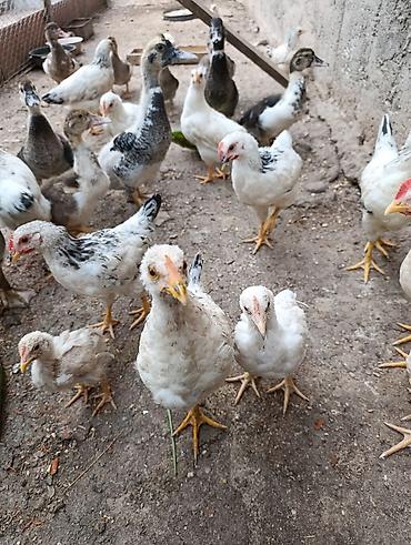 выгул: Продаю | Куры | Бройлерная | На забой — 1
