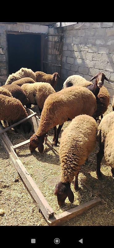 Qoyunlar, qoçlar: Dişi, Qala, il: 2, 70 kq, Damazlıq — 1
