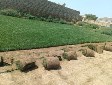 Ağaclar: BuQazon catrlma qurasdrma dekarativ agaclarin satişi 24/7 elaqe -da lalafo.az — 6 Ağaclar: BuQazon catrlma qurasdrma dekarativ agaclarin satişi 24/7 elaqe — 6