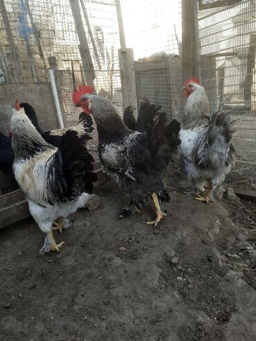 Xoruzlar: Xoruz 35 azn .ceki 2kg. 700 gr. 055 880 85 29 — 6