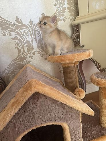 Sinsilla satilir qisa tuk Yemeyi Qum qabi qumu royal canin pasteti