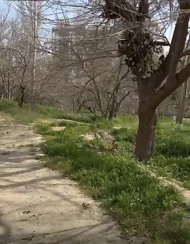 nerimanovda: 24 sot, Tikinti, Mülkiyyətçi, Kupça (Çıxarış) — 10