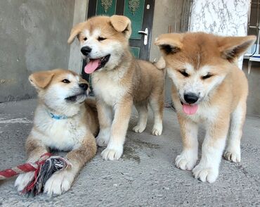 K/t heyvanları və malları: Akita-inu, 3 ay, Erkek