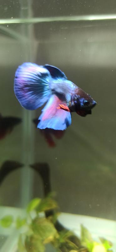 Balıqlar: Betta (Petuşok balığı), Yırtıcı — 10