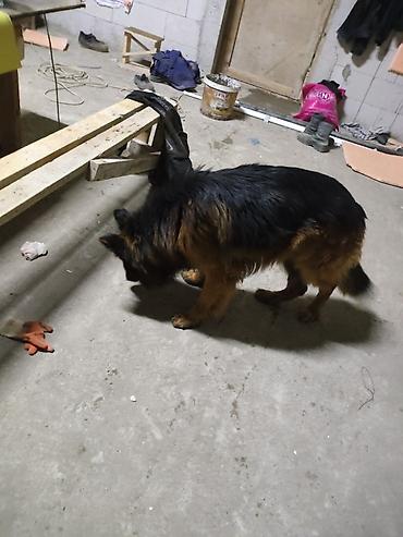 İtlər: Alman çoban iti, 1 il, Erkek, Sənədli, Ünvandan götürmə, Pulsuz çatdırılma, Ödənişli çatdırılma — 4