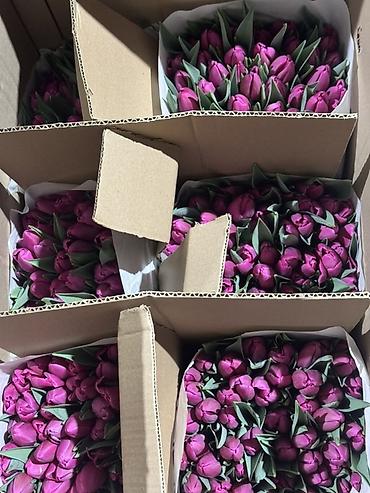 Букеты из живых цветов: Тюльпаны срезанные — оптом и в букетах - Ассортимент цветов: жёлтые at lalafo.kg — 6 Букеты из живых цветов: Тюльпаны срезанные — оптом и в букетах - Ассортимент цветов: жёлтые — 6