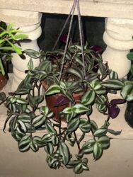 Xalçalar: Xalça -da lalafo.az — 31 Xalçalar: Xalça — 31