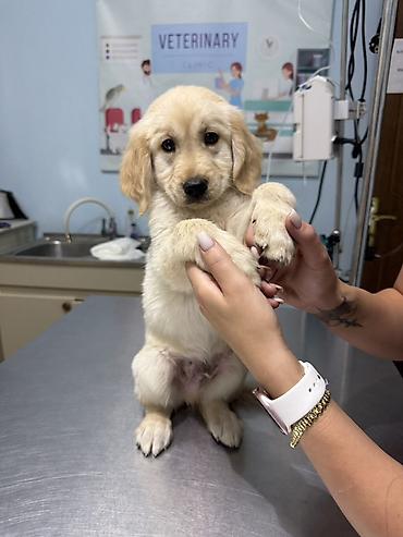 golden retriever balası: Safqan golden retriever balasıdır, 2 aylıq erkey baladır, veterinerde — 3