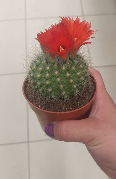 radni sto sa ogledalom: Kaktus sa prirodnim cvetom