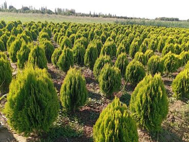 Ağaclar: Her növ ağaclar ve dekarativ ağaclar çox ucuz ve qarantili gubresiz — 4