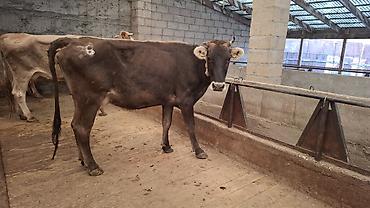 Коровы, быки: Продаю | Корова (самка) at lalafo.kg — 12 Коровы, быки: Продаю | Корова (самка) — 12