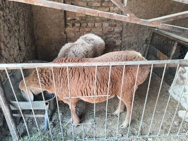 Бараны, овцы: Продаю | Баран (самец) | Полукровка | На забой | Кастрированные at lalafo.kg — 5 Бараны, овцы: Продаю | Баран (самец) | Полукровка | На забой | Кастрированные — 5