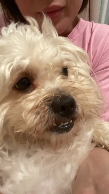 İtlər: Pekines, 4 il, Erkek, Cütləşmə üçün
