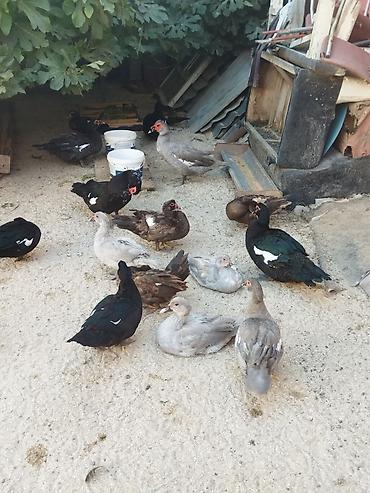 Kənd təsərrüfatı quşları: Lal ördəklər krasnadar macar zümrüd lavanda super heyvanlardı — 3