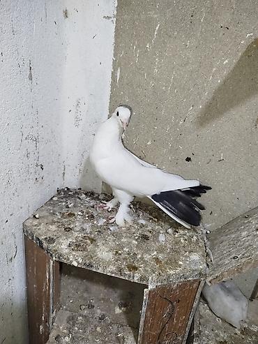 kakadu quşu: Cins göyərçinlər – ağ rəng üstünlükdə, quyruq və qanad ucları qara — 8