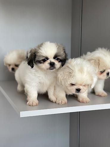 heyvanlar: Pekines — 7