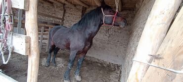 Лошади, кони: Продаю | Конь (самец) | Полукровка | Рабочий | Племенные — 7