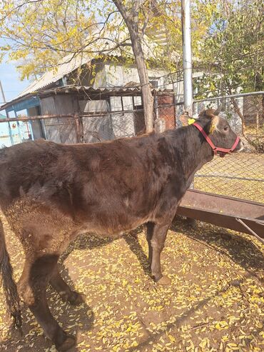 дом животные: Сатам | Кунаажын | Алатоолук | Союуга, Көбөйтүү үчүн | Кысыр