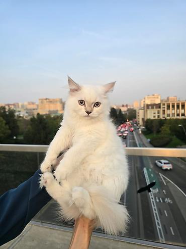 pisik aliram: Şotland uzun tüklü, Dişi, Yaxşı əllərə, Ünvandan götürmə, Pulsuz çatdırılma, Ödənişli çatdırılma — 10