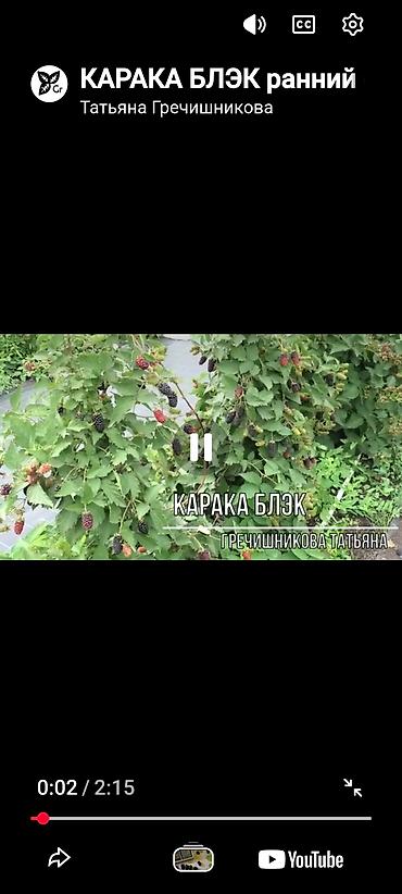 ягоды: Ежевика Карака Блэк — ранний сорт. Предлагаются саженцы 3‑летки — 4