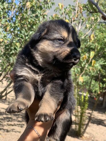 coban iti sekilleri: Alman çoban iti, 1 ay, Erkek