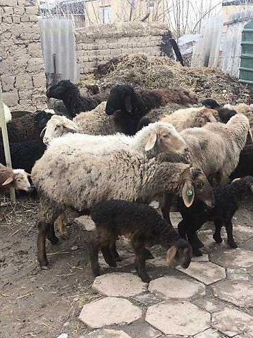 Баран, овца: Продаю | Овца (самка) | Полукровка | Для разведения | Матка — 8