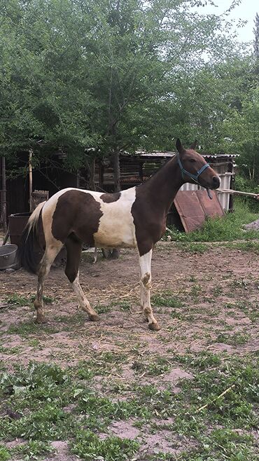 Лошади, кони: Продаю | Жеребенок | Полукровка | Для разведения, Конный спорт | Племенные