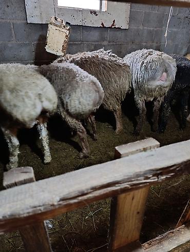 Баран, овца: Продаю | Овца (самка) | Для разведения | Осеменитель — 9