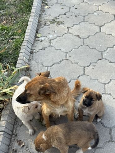 щенки французкого бульдога: Щенки от дворняжки - Помёт смешанных пород: на фото несколько щенков